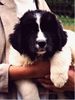 Landseer Foto: Itake Grafika (ID 10871) Landseer Hund