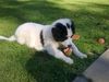 Landseer Foto: J.D. (ID 46660) Landseer Hund