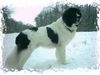 Landseer Foto: Napoleon von Fierst (ID 9190) Landseer Hund