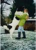 Landseer Foto: Unser Riesenbaby mit 10 Monaten (ID 3096) Landseer Hund