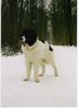 Landseer Foto: Balou (Napoleon von Fierst) 11 Monate alt (ID 3097) Landseer Hund