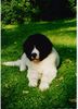 Landseer Foto: Balou (Napoleon von Fierst) 10 Wochen alt (ID 3099) Landseer Hund