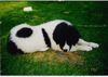 Landseer Foto: Balou (Napoleon von Fierst) 10 Wochen alt (ID 3100) Landseer Hund