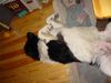 Landseer Foto: Please, Do not Disturb ! (ID 6246) Landseer Hund