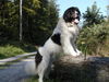 Landseer Hund