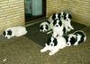 Landseer Foto: A-Wurf von Kurzeme (ID 4102) Landseer Hund