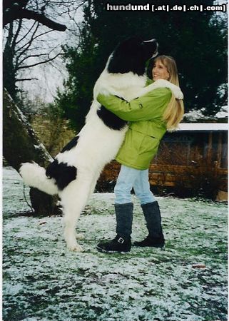 Landseer Hunde Foto 3096 Landseer Unser Riesenbaby mit 10 Monaten