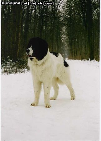 Landseer Hunde Foto 3097 Landseer Balou (Napoleon von Fierst) 11 Monate alt