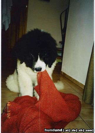 Landseer Hunde Foto 3098 Landseer Balou (Napoleon von Fierst)