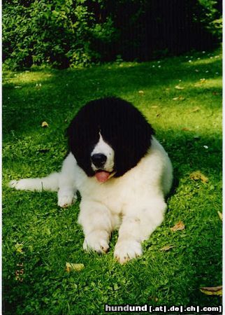Landseer Hunde Foto 3099 Landseer Balou (Napoleon von Fierst) 10 Wochen alt