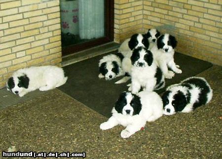 Landseer Hunde Foto 4102 Landseer A-Wurf von Kurzeme