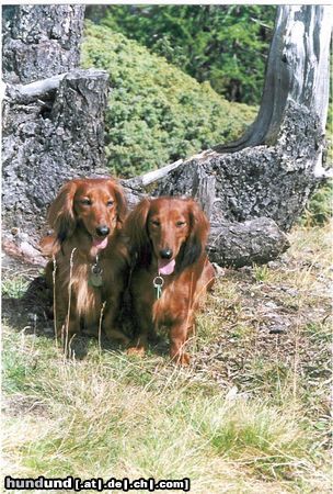 Langhaardackel Hunde Foto 3515 Langhaardackel Die Berg Dackel von der Ostschweiz