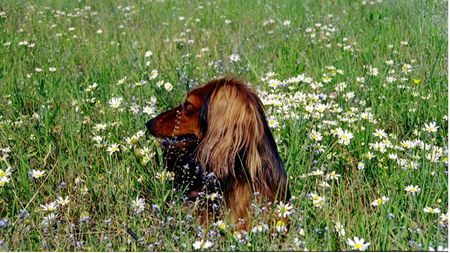 Langhaardackel Heidi auf der Sommerwiese