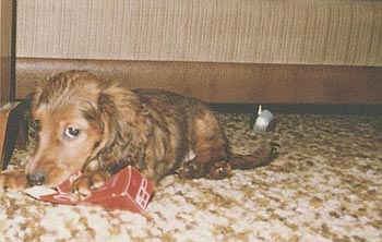 Langhaardackel Hunde Foto 369 Langhaardackel Denny (Gauner vom Annengrund)