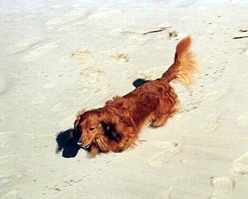Langhaardackel Hunde Foto 370 Langhaardackel Denny (Gauner vom Annengrund)