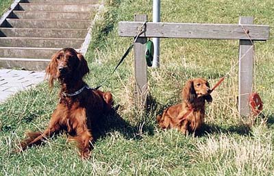 Langhaardackel Hunde Foto 371 Langhaardackel Lady & Denny