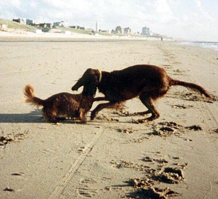 Langhaardackel Hunde Foto 374 Langhaardackel Lady & Denny