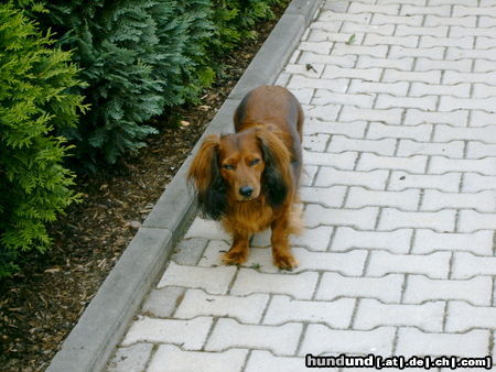 Langhaardackel Hunde Foto 44601 Langhaardackel Max