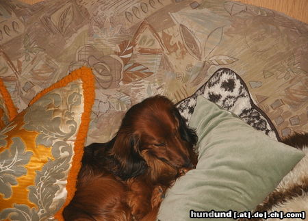 Langhaardackel Hunde Foto 24954 Langhaardackel Pauli