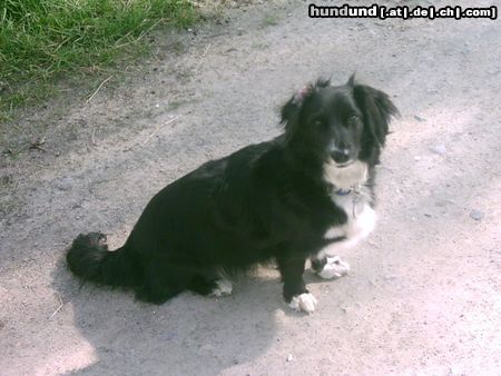 Langhaardackel Hunde Foto 11217 Langhaardackel Meine süße Nele!!!