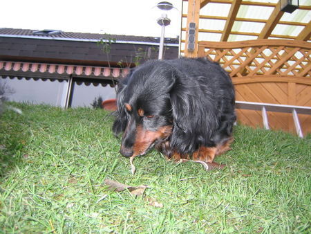 Langhaardackel Hunde Foto 27284 Langhaardackel