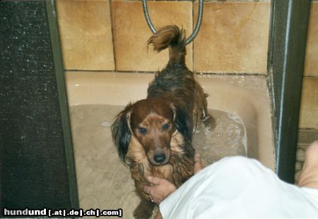 Langhaardackel Hunde Foto 19347 in höherer Auflösung ansehen Langhaardackel Waschen muß sein