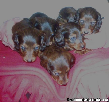 Langhaardackel Hunde Foto 18462 Langhaardackel 6 Dackelbabys