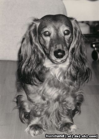 Langhaardackel Hunde Foto 11098 Langhaardackel