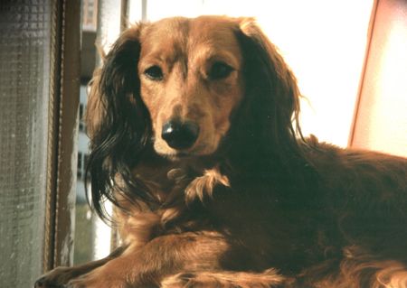 Langhaardackel Hunde Foto 1775 Langhaardackel DODO