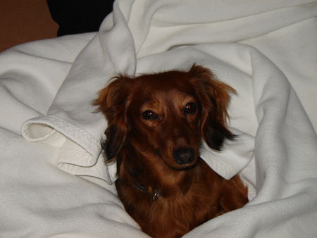 Langhaardackel Hunde Foto 29460 in höherer Auflösung ansehen Langhaardackel Mandy