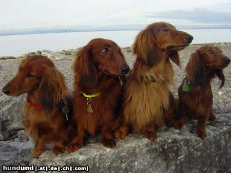 Langhaardackel Hunde Foto 3514 Langhaardackel Die vier freunde vom Bodensee