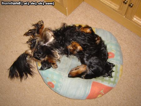 Langhaardackel Hunde Foto 24102 in höherer Auflösung ansehen Langhaardackel *streck*