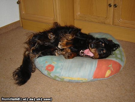 Langhaardackel Hunde Foto 24103 in höherer Auflösung ansehen Langhaardackel *gähn*