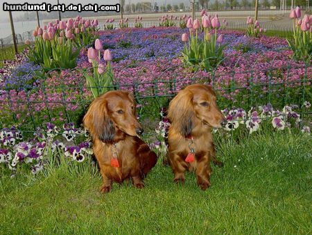 Langhaardackel Hunde Foto 3517 Langhaardackel Manja und Zora von Ramatgan bei der Anlage am See in Arbon