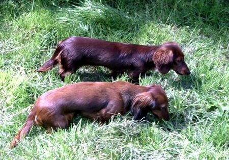 Langhaardackel Hunde Foto 1786 Langhaardackel Pepper und Schnuppe von der Wolfskuhle