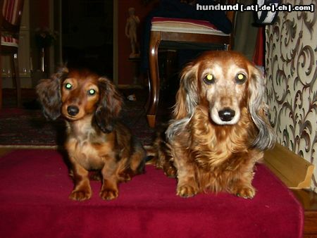 Langhaardackel Hunde Foto 9976 Langhaardackel 11 Jahre Unterschied