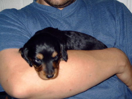 Langhaardackel Hunde Foto 32502 Langhaardackel das ist unsere neue Hexe von der Vierpfoten-Ranch auf dem Bild 3 wochen zieht zur Hommelheide in den Selfkant