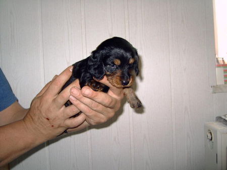 Langhaardackel Hunde Foto 32501 Langhaardackel das ist unsere neue Hexe von der Vierpfoten-Ranch zieht zur Hommelheide in den Selfkant