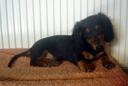 Langhaardackel Hunde Foto 34070 Langhaardackel Hexe von der Vierpfoten-Ranch