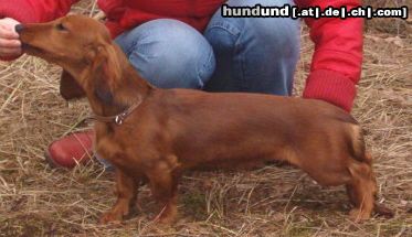 Langhaardackel Hunde Foto 9801 Langhaardackel