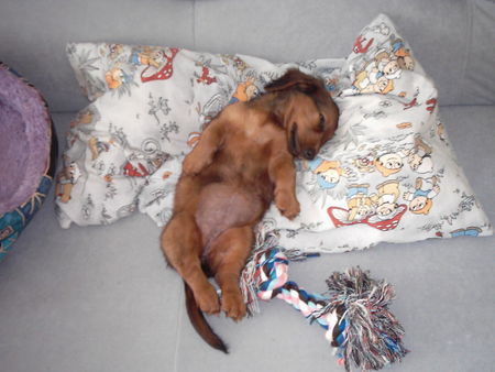 Langhaardackel Hunde Foto 31522 in höherer Auflösung ansehen Langhaardackel feeby