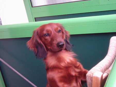 Langhaardackel Hunde Foto 31524 in höherer Auflösung ansehen Langhaardackel feeby