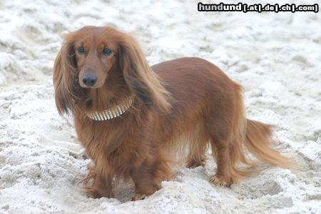 Langhaardackel Hunde Foto 15381 in höherer Auflösung ansehen Langhaardackel