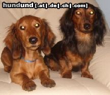 Langhaardackel Hunde Foto 9802 Langhaardackel