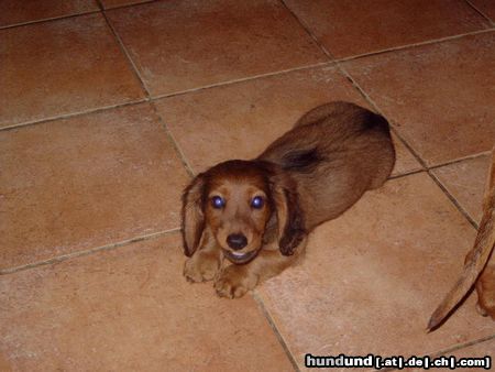 Langhaardackel Hunde Foto 22915 in höherer Auflösung ansehen Langhaardackel ich bin Abby und wohne jetzt im Selfkant