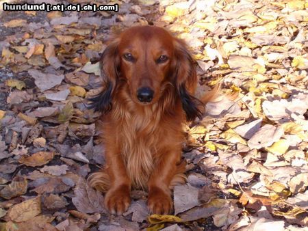Langhaardackel Hunde Foto 9669 Langhaardackel Micky sucht auf diesem Wege seine Wurfgeschwister (von Oldenkott 2.7.97)