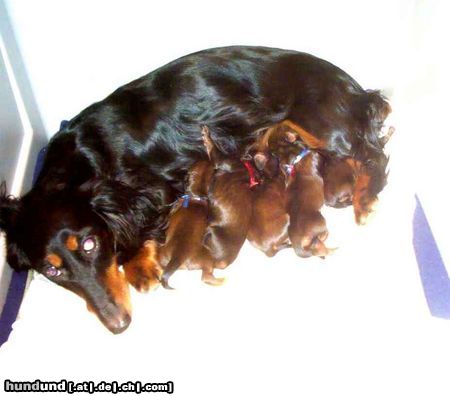 Langhaardackel Hunde Foto 17949 Langhaardackel Aktueller Wurf vom 10.1.2005