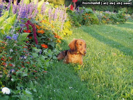 Langhaardackel Hunde Foto 24351 in höherer Auflösung ansehen Langhaardackel Jeany mit 5 Monaten