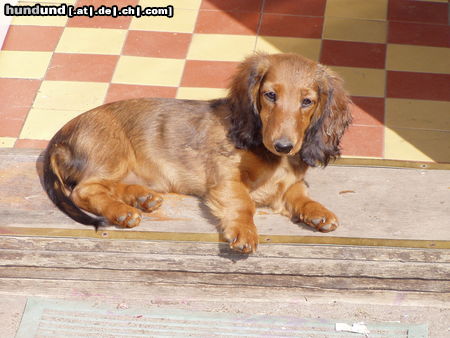 Langhaardackel Hunde Foto 24350 in höherer Auflösung ansehen Langhaardackel Jeany mit 4 Monaten