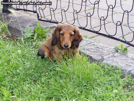 Langhaardackel Hunde Foto 21878 in höherer Auflösung ansehen Langhaardackel Jeany mit 9 Wochen